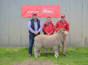 This 125kg Poll Merino was knocked down for $13,000 to Elders stud stock's Alistair Keller (right), on behalf of Glendonald Merino, Nhill, Vic. Orrie Cowie principal John Dalla and Elders auctioneer Tony Wetherall are also pictured after a successful sale day.