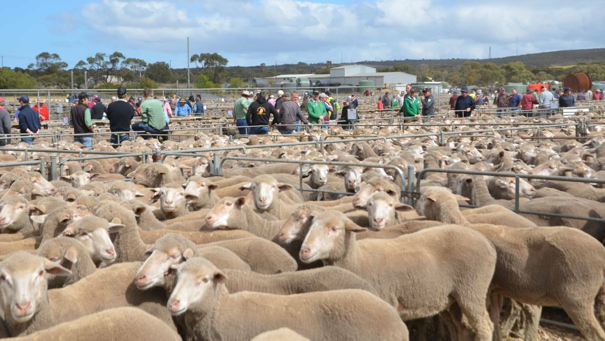 Sheep fleeced from Murray Bridge saleyards
