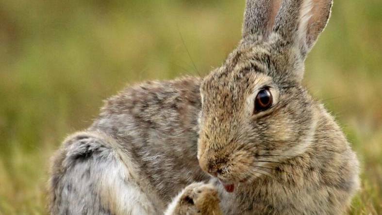 Producers urged to hop to it as rabbit numbers rise