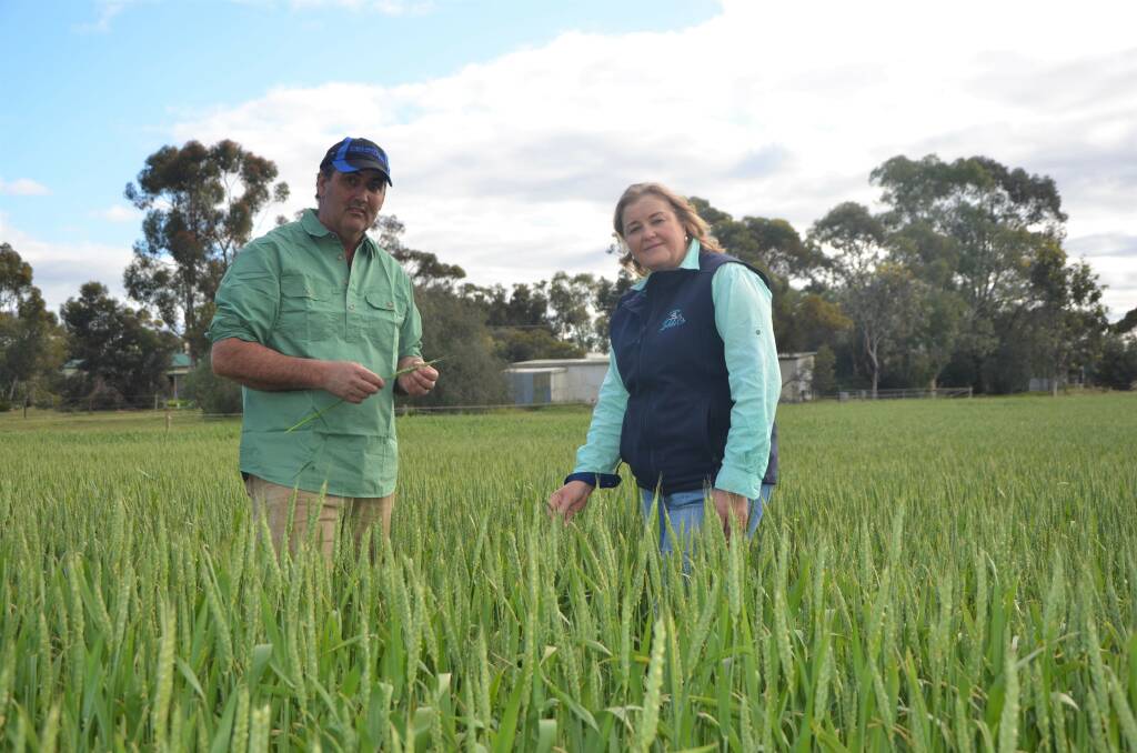 Hay producers Greg and Tracey Harvey are gearing up for this year's hay cut, but are keeping a keen eye on the weather forecast for a clear run of rain-free days.