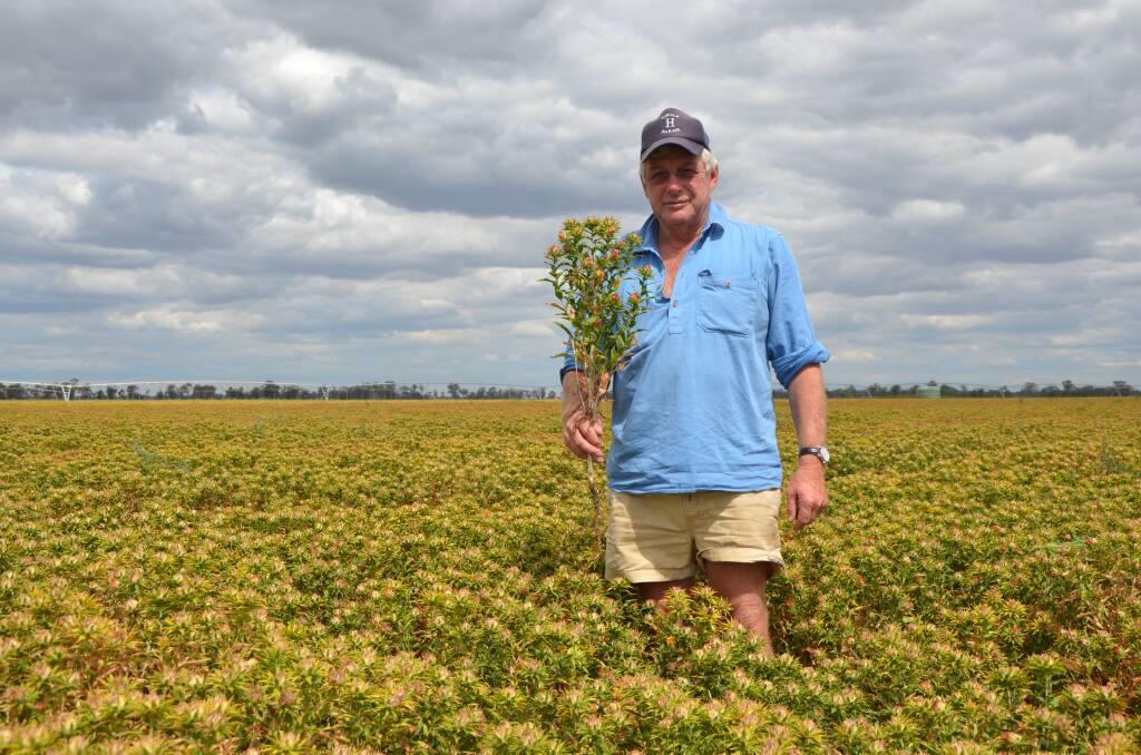 NO ISSUES: Frances grower Wayne Hawkins crops on both sides of the SA-Vic border and is growing GM Safflower in Vic for the first time this season. He said there has been no co-existence issues, with the farm following its customary strict cleaning procedures.