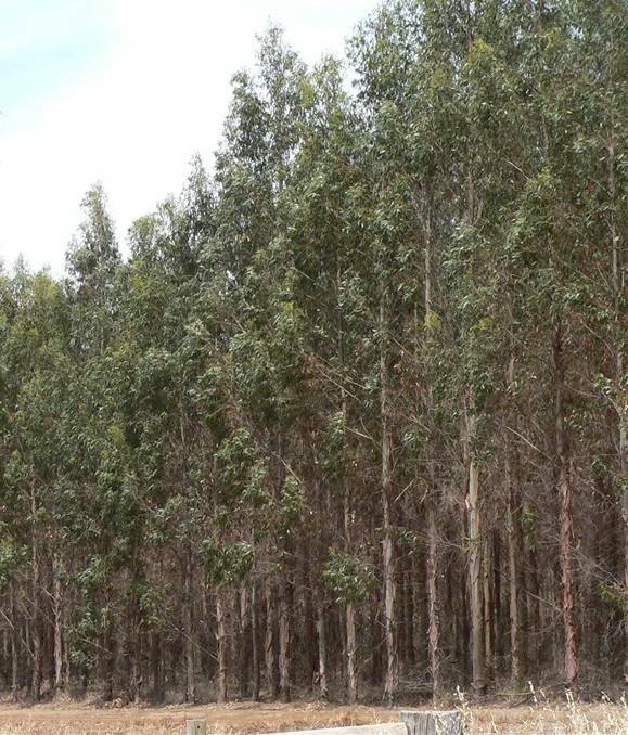 Governments explore on-farm forestry program