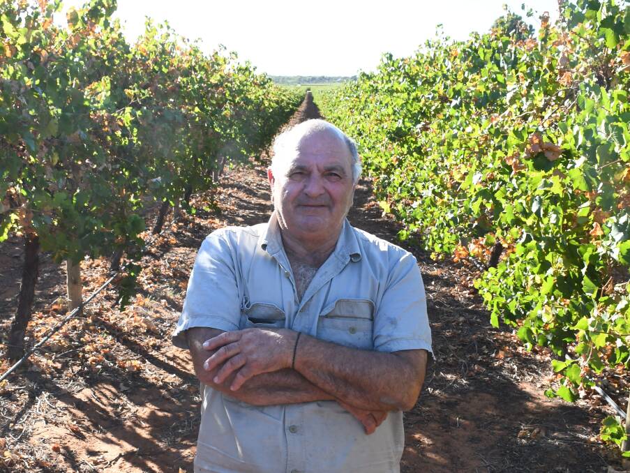 Cooltong winegrape grower Jack Papageorgiou, who has been in the industry for 50 years, believes exit packages and support to transition to other commodities have to be among the suite of support measures for beleaguered Riverland winegrape growers. Picture by Quinton McCallum