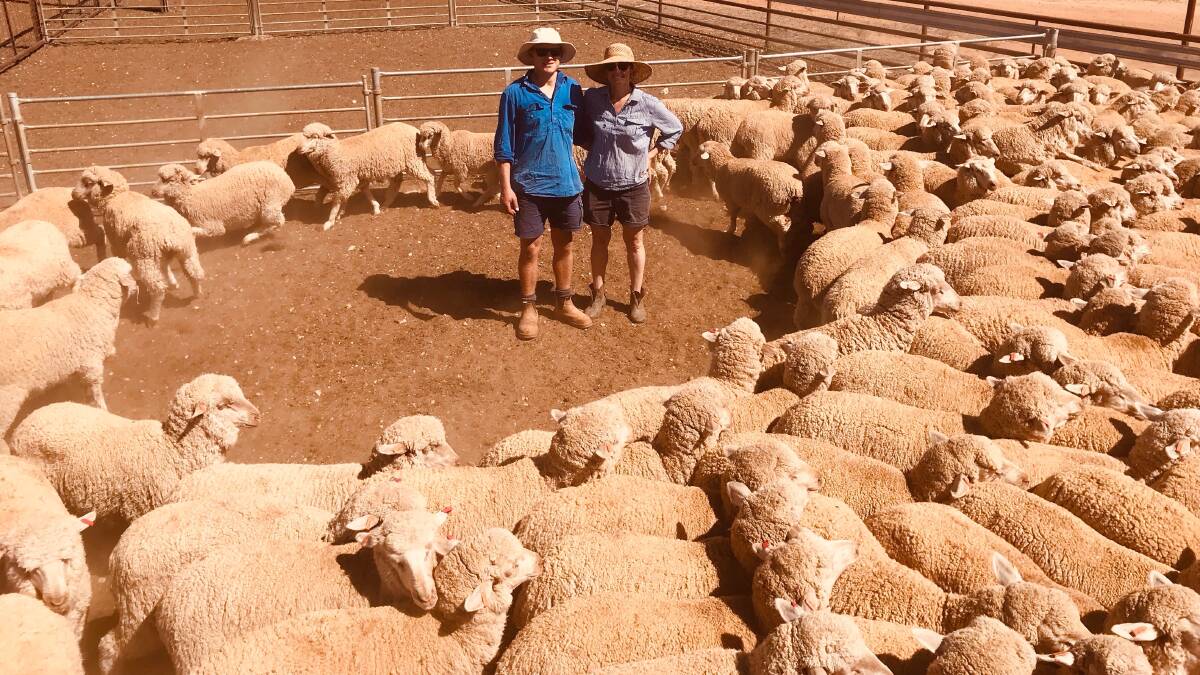 New containment yards proving a valuable tool for EP woolgrowers