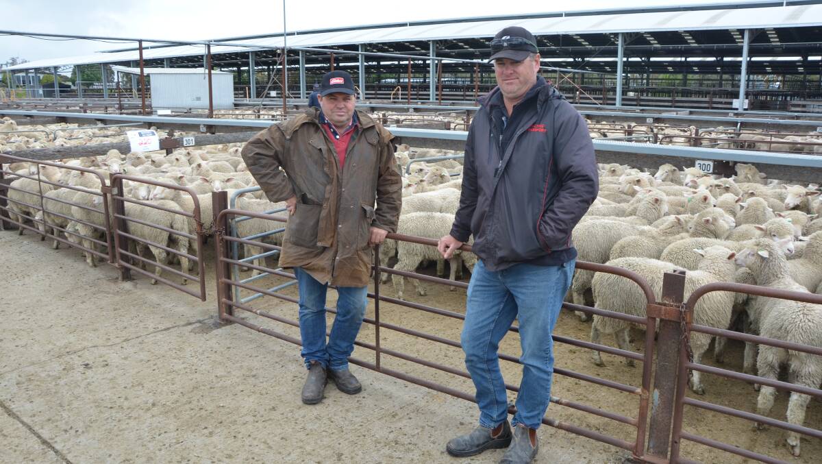 LOCAL BUYER: Clark Falting (right), Wattle Range, with agent Jamie Bellinger, Elders Casterton, was looking for lambs to fatten at Naracoorte's store sale.