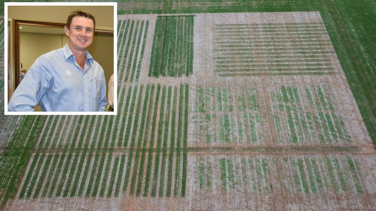 NEW TOOLS: A trial site at Tarlee examining different weed management strategies using genetically-modified canola traits, managed by Bayer's Tim Murphy (inset).