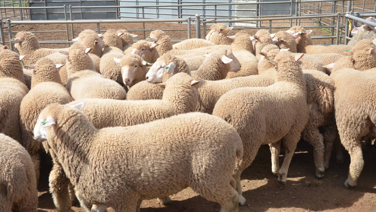 GROWTH: Sheep Producers Australia will look to build national flock numbers in 2020.