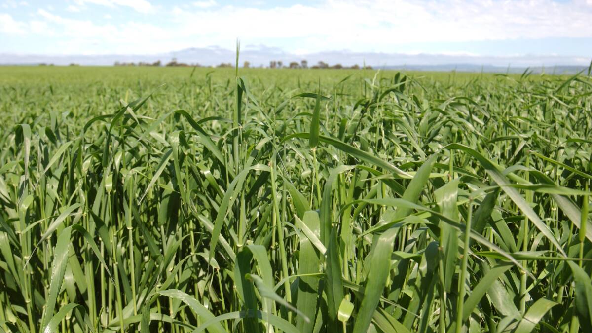 RESEARCH INSIGHT: The South Australian Crop Technology Centre will hold a field day near Millicent on October 24 .