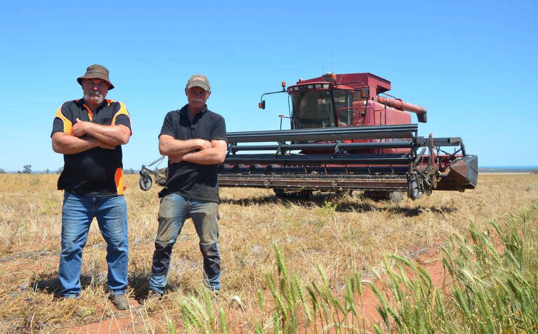 Brothers Ian and Stephen Mudge started harvest on Friday last week, reaping 100 hectares of peas before rain halted their progress on Sunday.