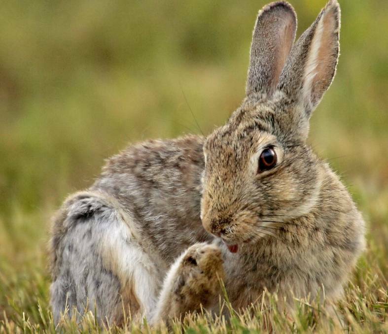 Late spring weather to aid rabbit control on EP