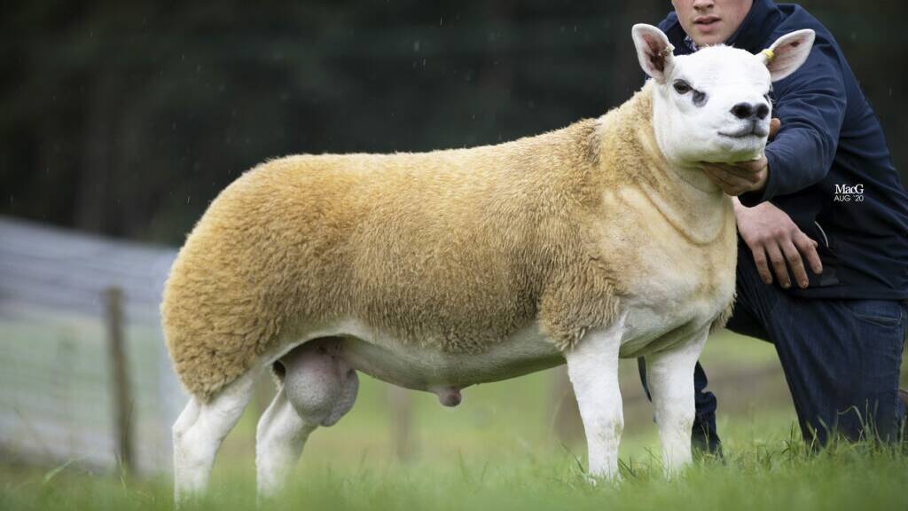 The record-breaking sheep lived up to pre-sale hype, selling for $660,000. PHOTO: Texel Sheep Society.