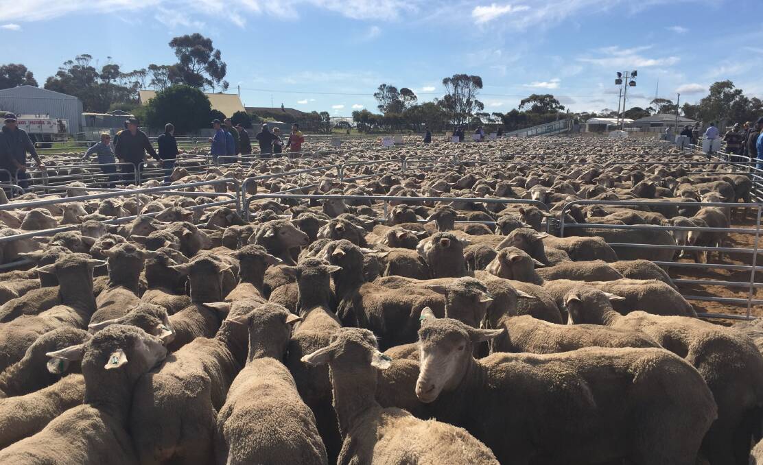 Early ewe results a good sign for coming offshears sales