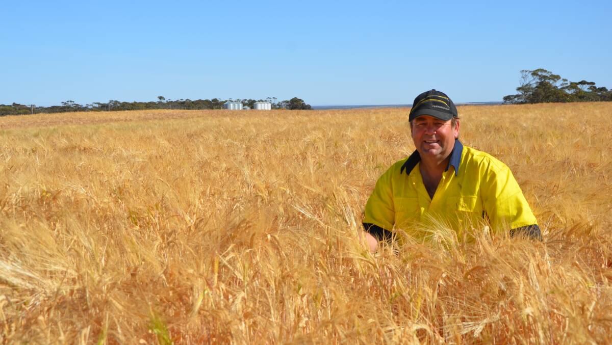 RESILIENT: Peter Frahn in one of his Younghusband Planet barley crops, which has performed well despite low rainfall this season.