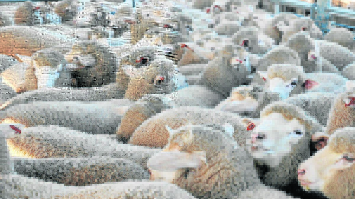 The c/kg cwt price gap between younger and older sheep has reached historic lows.