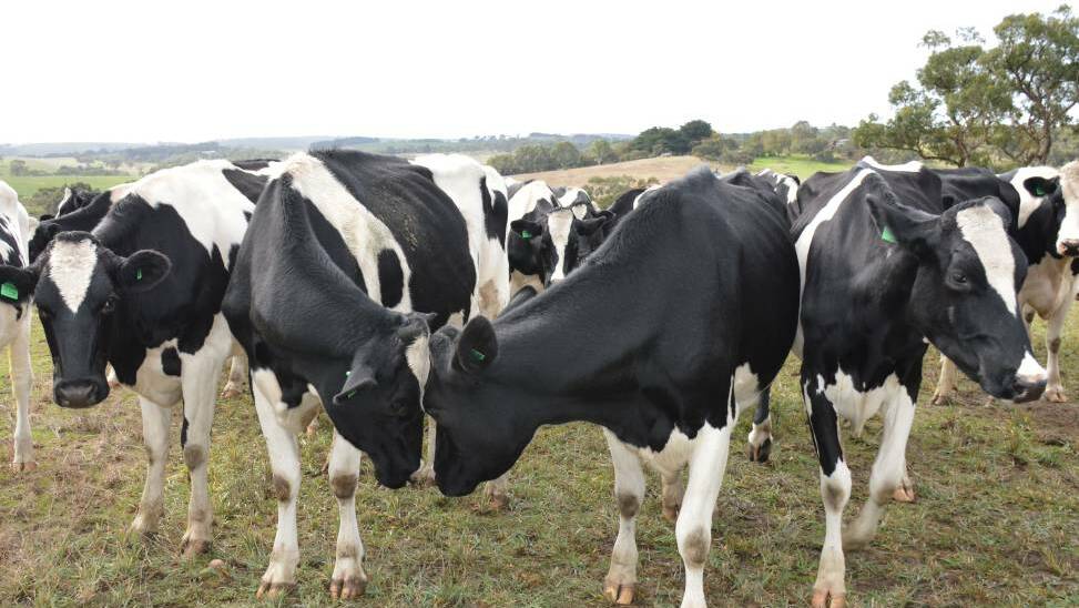 SA dairy workforce committee established to tackle labour issues