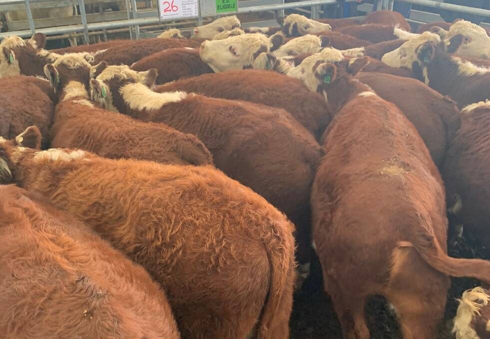 STRONG DEMAND: Steers weighing more than 380kg sold for between $3.75/kg and $4.25/kg at the Naracooorte store sale on Thursday last week.