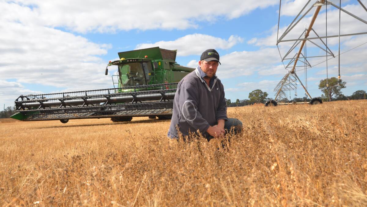 NEED FOR SEED: Nick Mueller was contract harvesting lucerne seed crops between Binnum and Benayeo, Vic, last week.