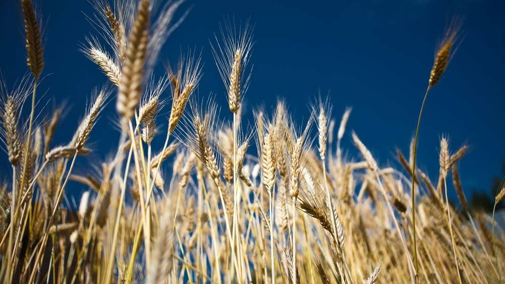 NZ farmer breaks world record with 17.39t/ha wheat crop