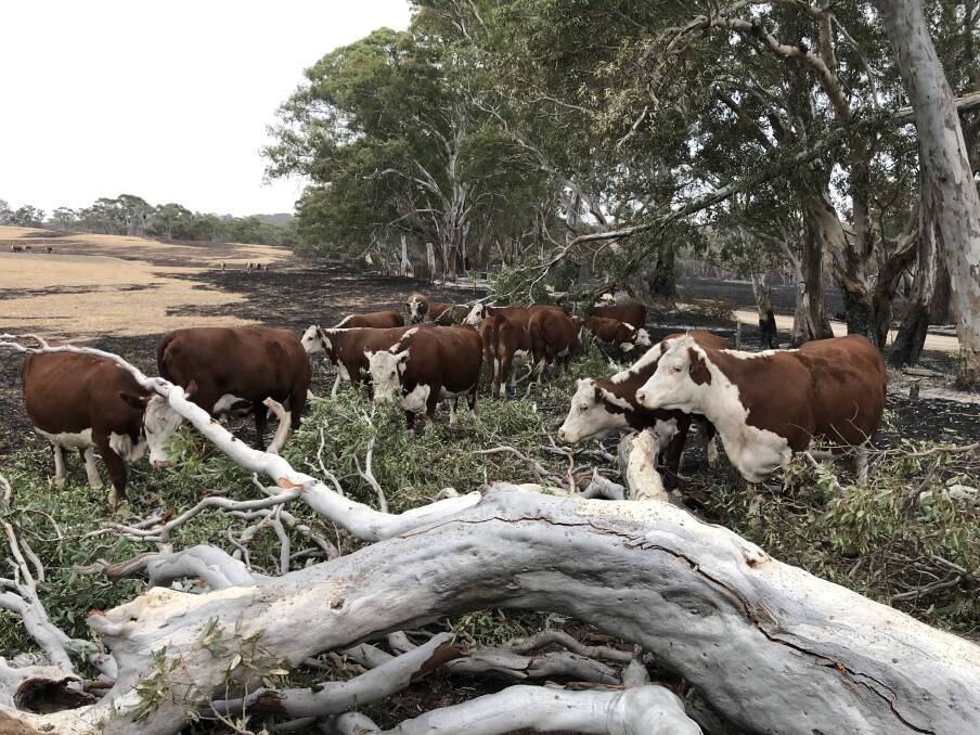 The Hampton's Hereford herd grazing on the leaves of a tree felled during the fire.