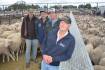 $472 Coolawang ewes set national record at Naracoorte first-cross sale