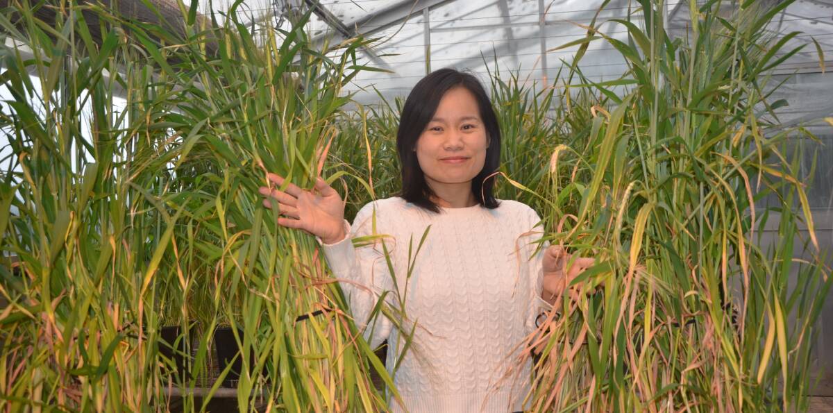 BARLEY BOOST: Anh Pham has been studying the incorporation of wild barley genetics into commercial varieties.