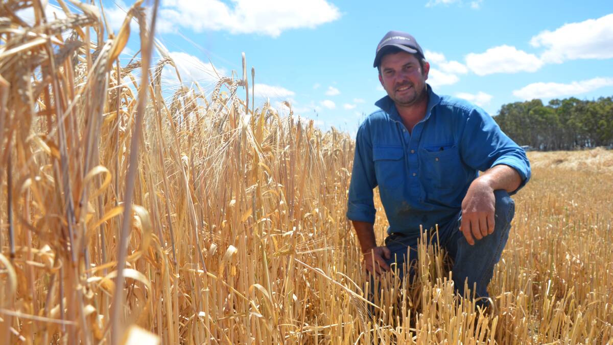 SA QUALITY: Frances grower Simon Teate with his Westminster barley, which is bought and used by Japanese brewer Sapporo.