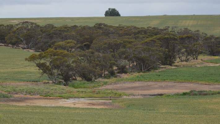 A seep in the Mallee region. A new project is tackling the issue on the Eyre Peninsula.