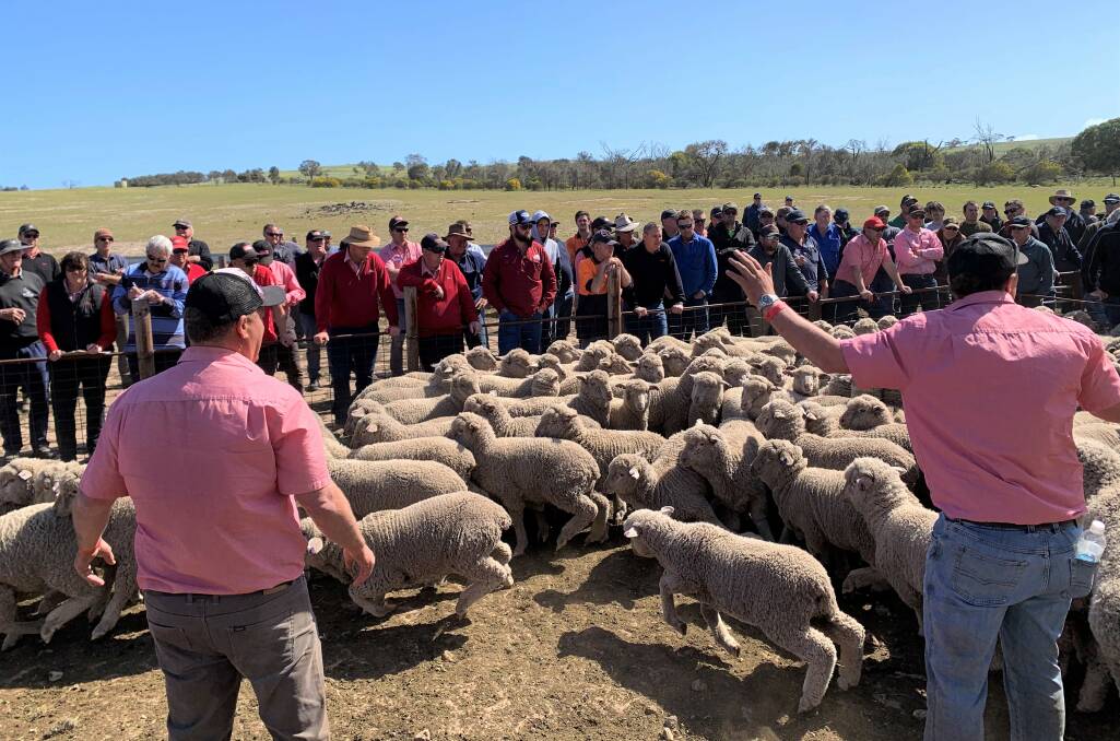 More than 20,000 sheep and lambs were sold at the annual Elliston and Streaky Bay On Farm Circuit Sale.