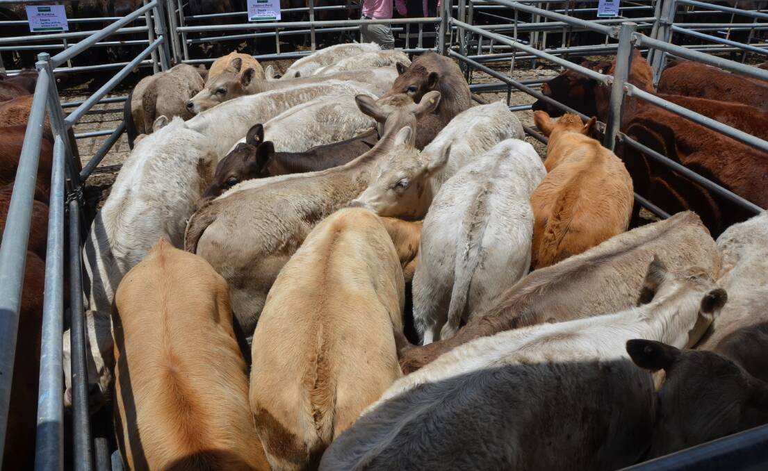 TOP DOLLAR: This pen of Charolais/Murray Grey cross steers sold at $4.51/kg at Strathalbyn.