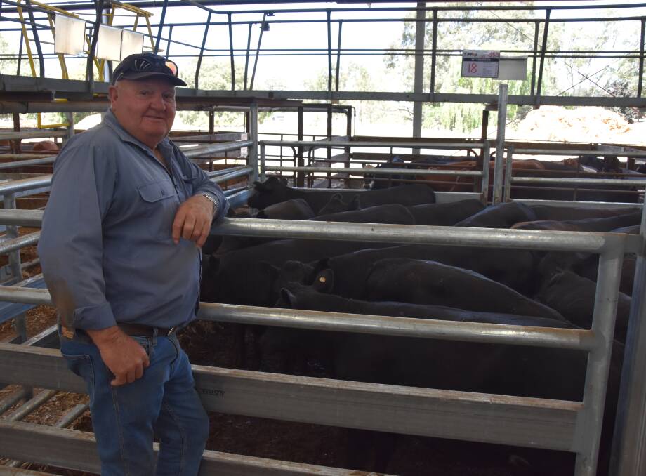 Gary McGinty, Apsley, Vic, was on hand to see his grandchildrens' Angus heifers ac Whytwarron, av 353kg, make $1460 or $4.13/kg.