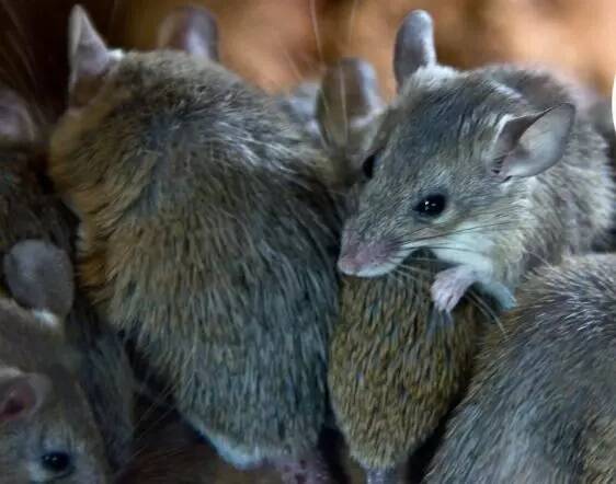 A minor use permit for ZP50 mouse baits has not yet been granted by the APVMA, leaving farmers to use a weaker version mouse experts believe is often ineffective. File picture