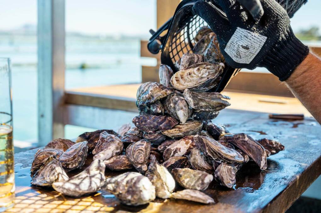 Visitors can learn how to schuck oysters while sitting in the heart of a working commercial oyster farm at Coffin Bay. Picture Oyster Farm Tours - Coffin Bay