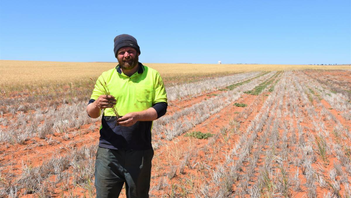 Dion Obst is concerned about how much land will be lost to salinity in coming years. Previous stubble and this year's crop give an idea of the amount of land patching out.