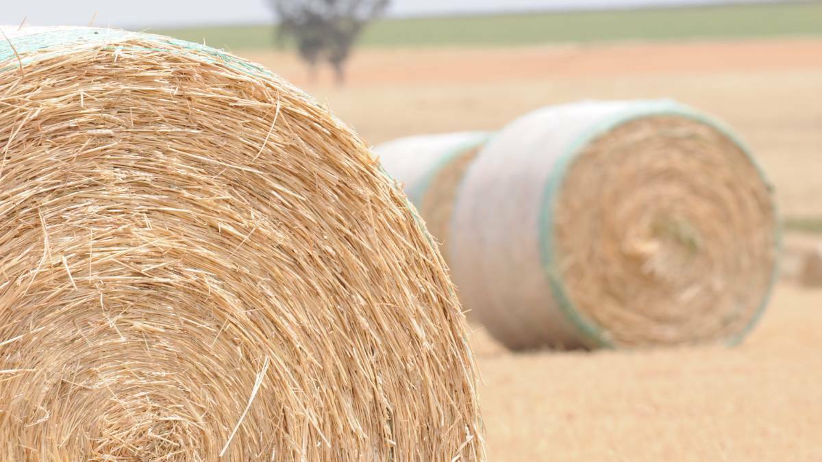 Hay fortunes mixed with large volumes downgraded