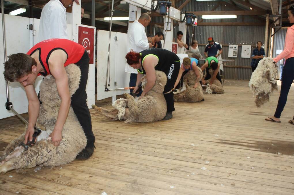 NEW COMP: Competitors during the sports shear at the 2018 Yallunda Flat Show. The show is supporting the new EP Speed Shearing Competition.