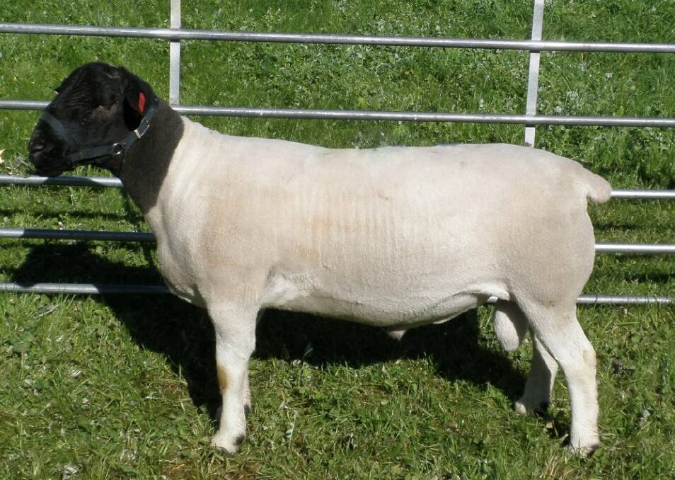 Elmtree Dorpers stud sire Jax. The clean shedding ram was bought for his correct conformation and Lambplan figures.