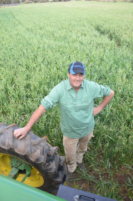 Hartley hay producer Greg Harvey in a crop of Wintaroo oats.