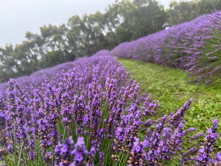 Lavender in full bloom at Hahndorf Lavender Estate. Picture supplied
