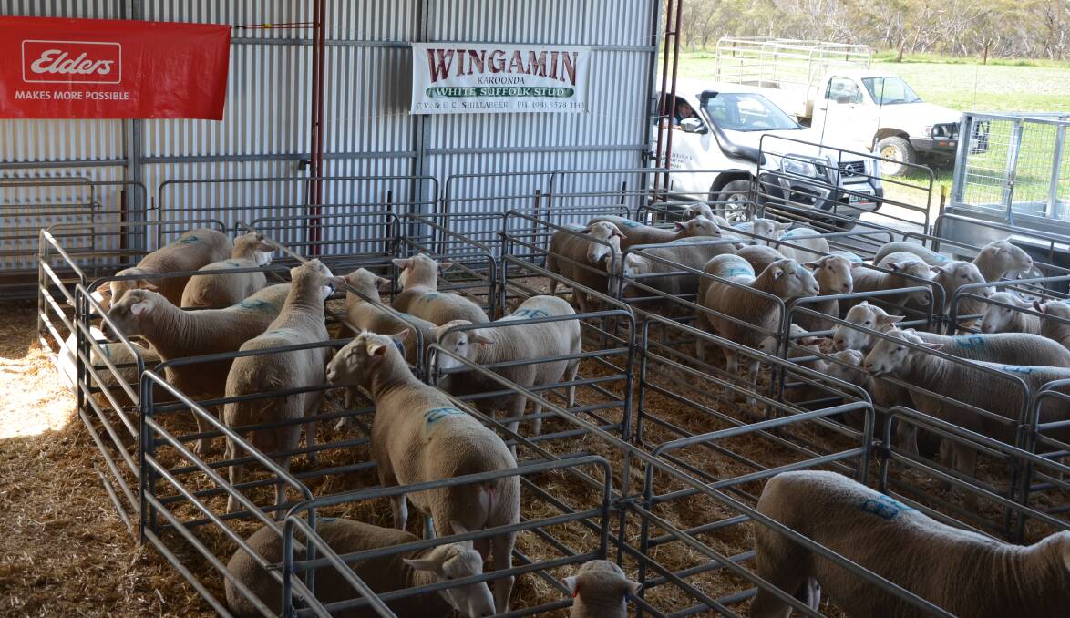  GOOD RESULT: An average of $1078 was achieved for the 97 rams sold.