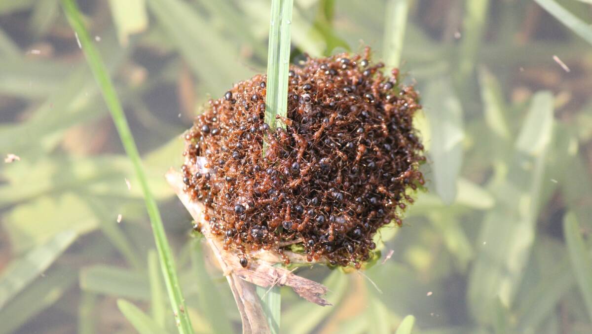 "Fire ants are one of the world's worst super pests and if they are allowed to spread across the continent their economic impact will be greater than cane toads, rabbits, feral cats and foxes combined," says Reece Pianta of the Invasive Species Council. Picture supplied