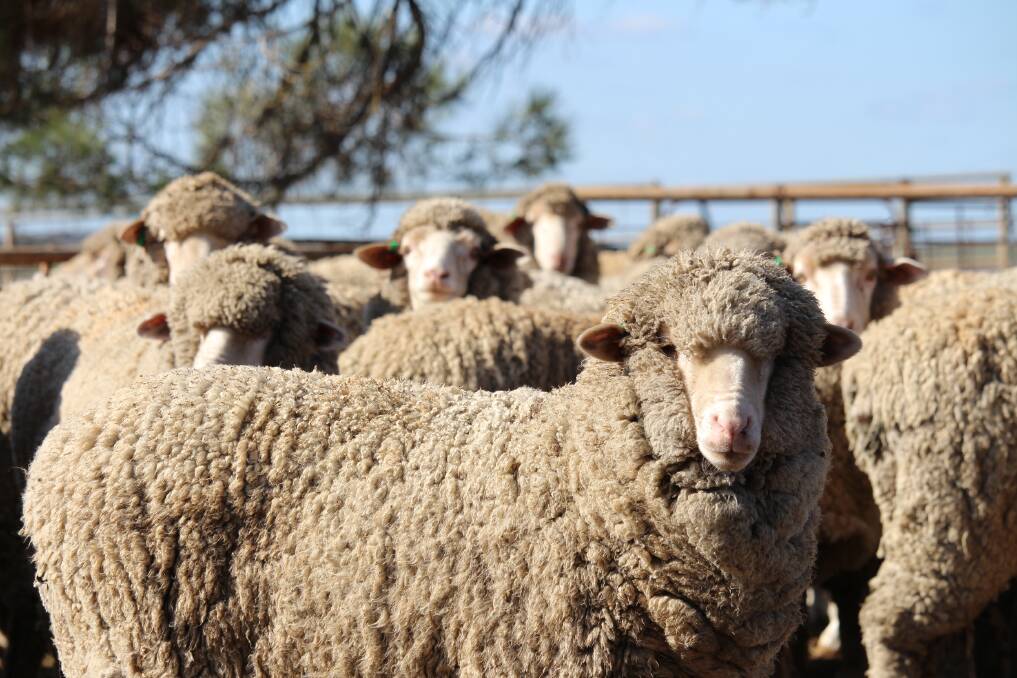 Merino and prime lambs thrive on Woodlands.