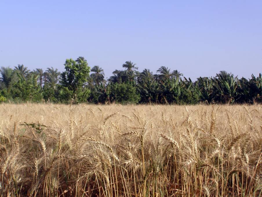 Egyptian wheat stocks are expected to receive a boost from the local harvest, which starts this month. Photo: Shutterstock