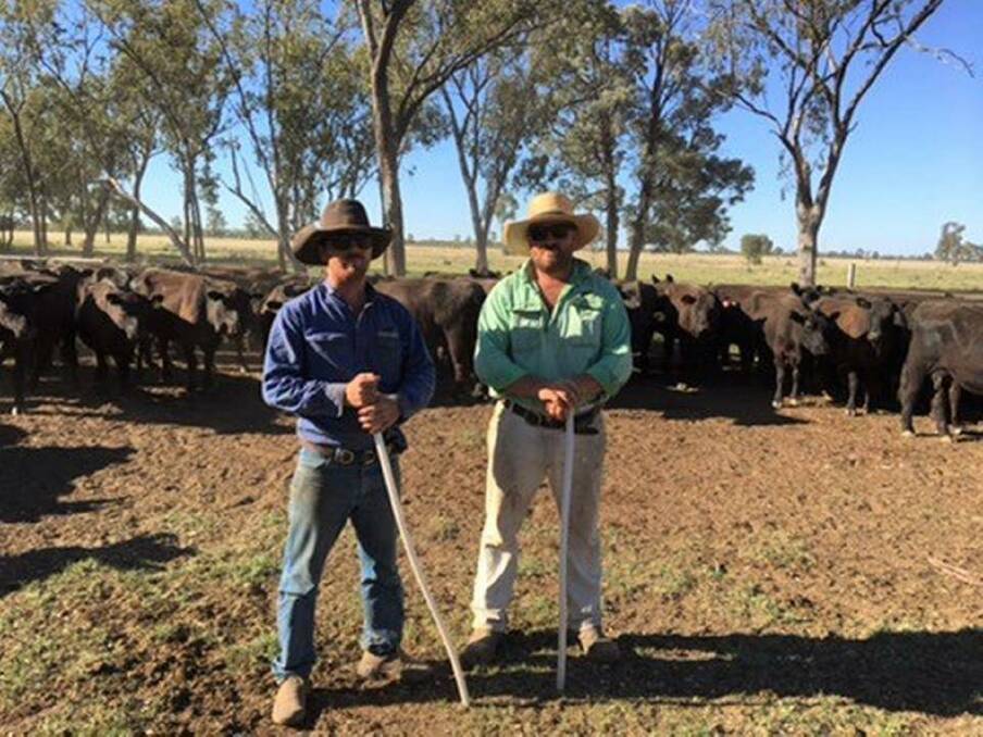 BROTHERS IN BUSINESS: Hamish and Lachie Cossart are taking on more of the Moonie, Queensland, cattle operations at the Dilbong property their father and mother Donald and Elizabeth Cossart established.