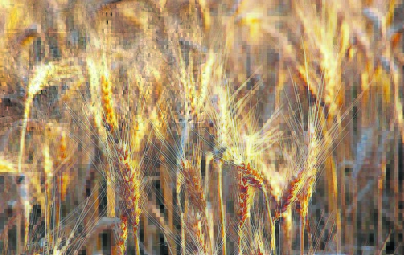 GRAIN CHANGE: Farmers urged to check the wheat master list for 2018 changes. 