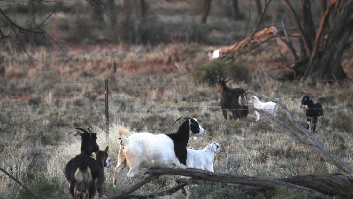 GOATS GONE: Feral goats have been successfully eradicated from Kangaroo Island.