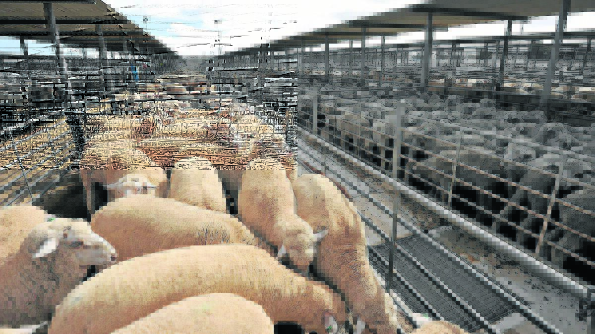 HIGH EXPECTATIONS: Confidence high amongst sheep producers, with 42 per cent of farmers expecting to increase income in next 12 months. 