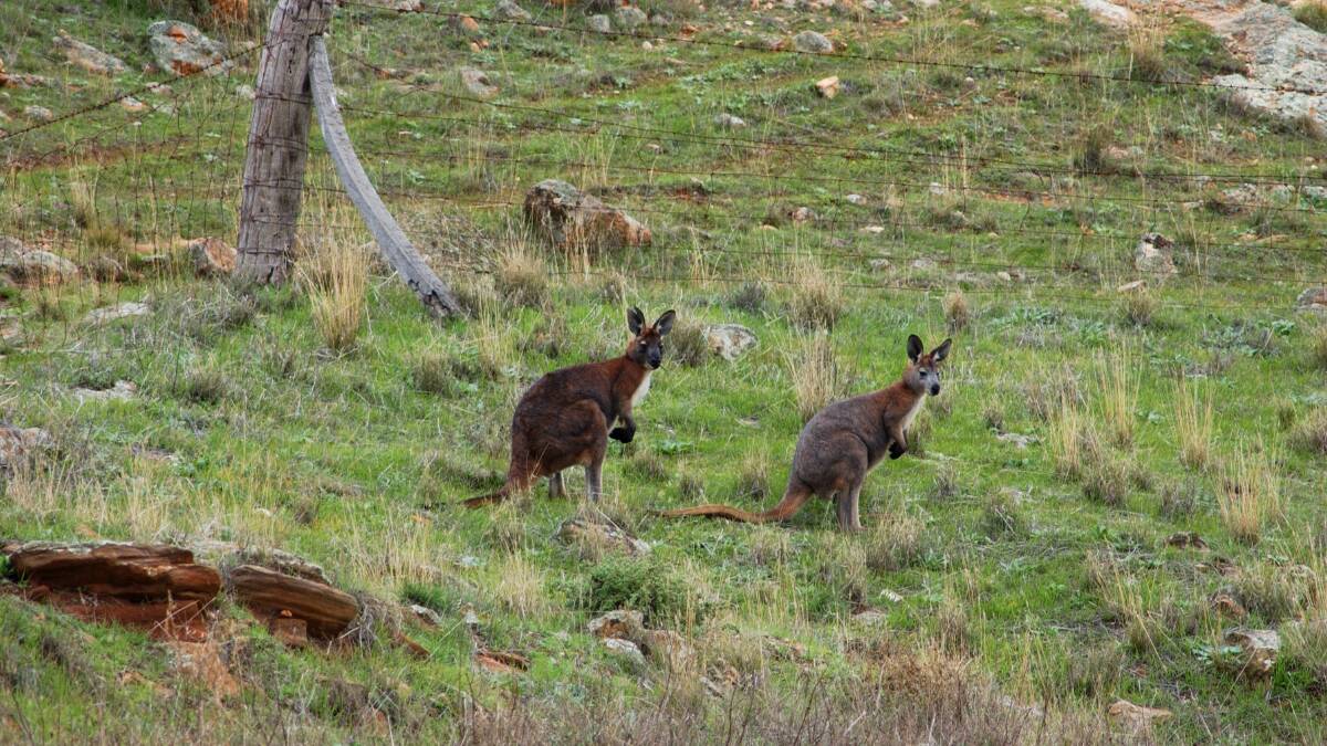 KANGAROO COUNT: The annual aerial kangaroo survey has monitored kangaroo populations in SA for 40 years. 