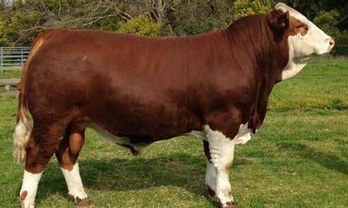 Meat machine: Blue Dog Simmentals stud sire Woonalee Justified.