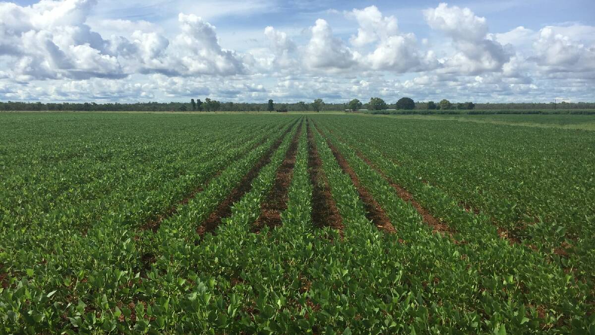 Soybeans under cultivation in the Katherine district. Picture: NT Farmers Association.