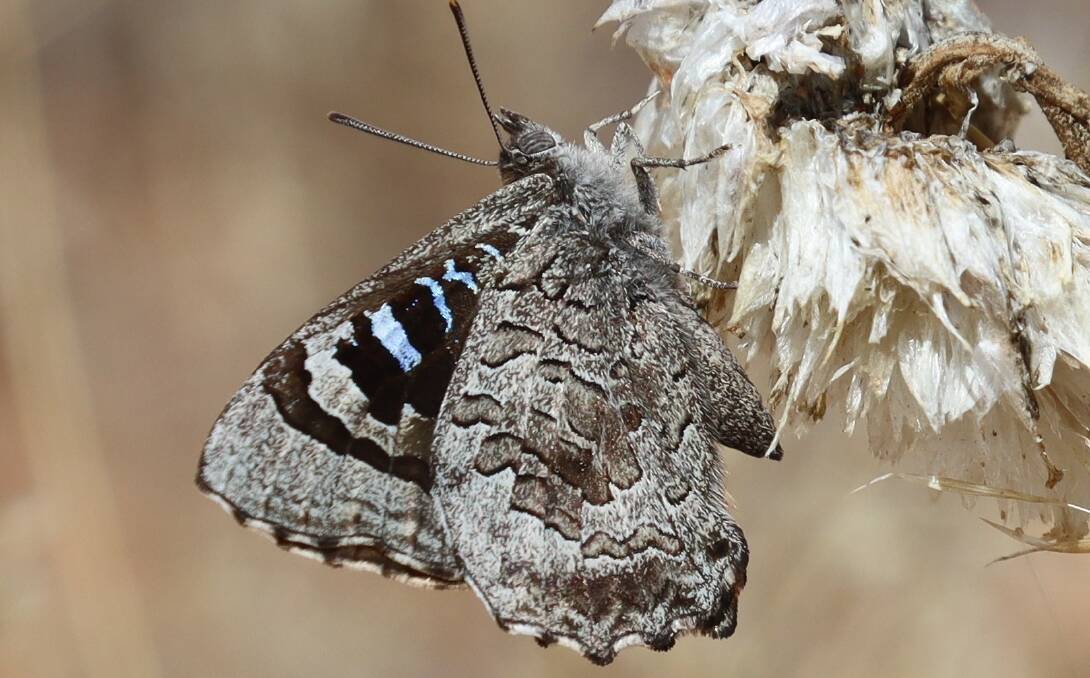 Raakajlim is home to world's largest population of the Mildura Ogyris Butterfly.
